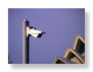 Wharf Camera.